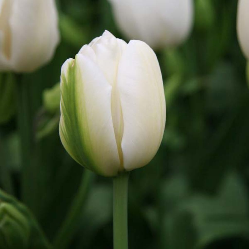 Tulipe pluriflore Weisse Berliner