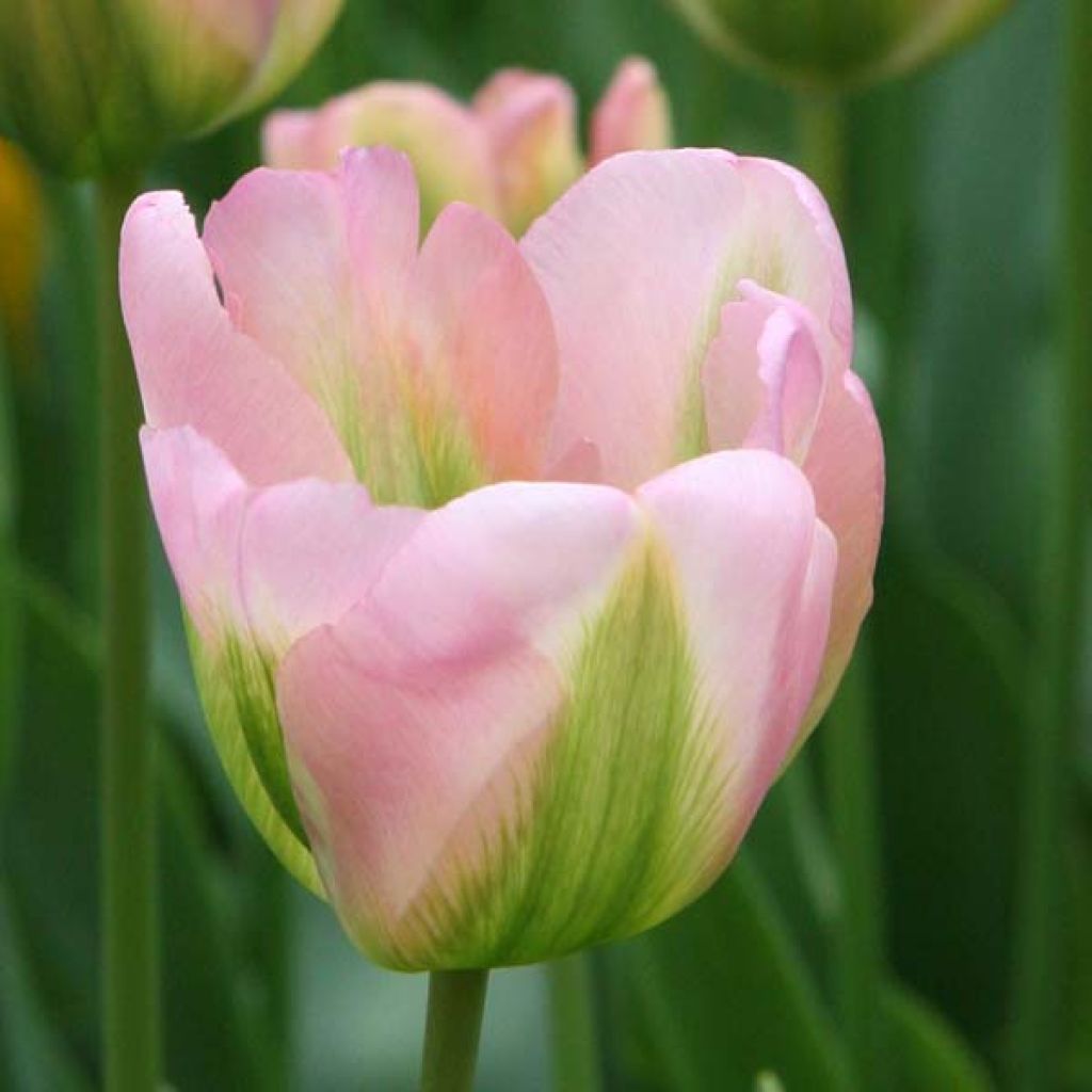 Tulipe Viridiflora Groenland