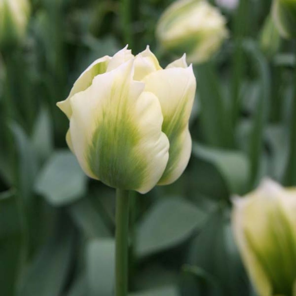 Tulipe Viridiflora Spring Green