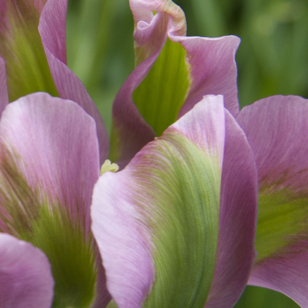 Tulipe viridiflora Nightrider