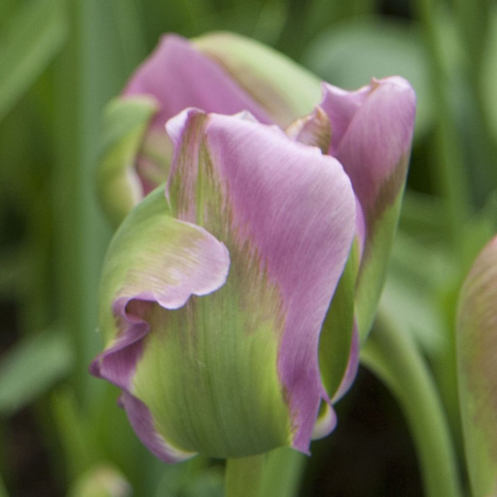 Tulipe viridiflora Nightrider