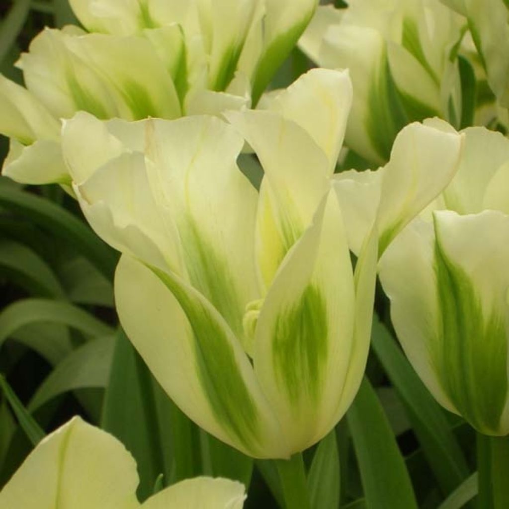 Tulipe Viridiflora Spring Green