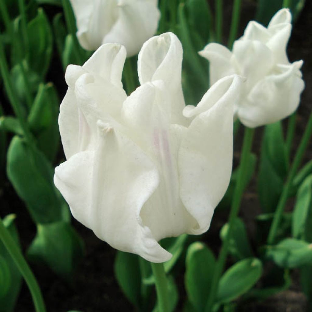 Tulipe Triomphe White Liberstar