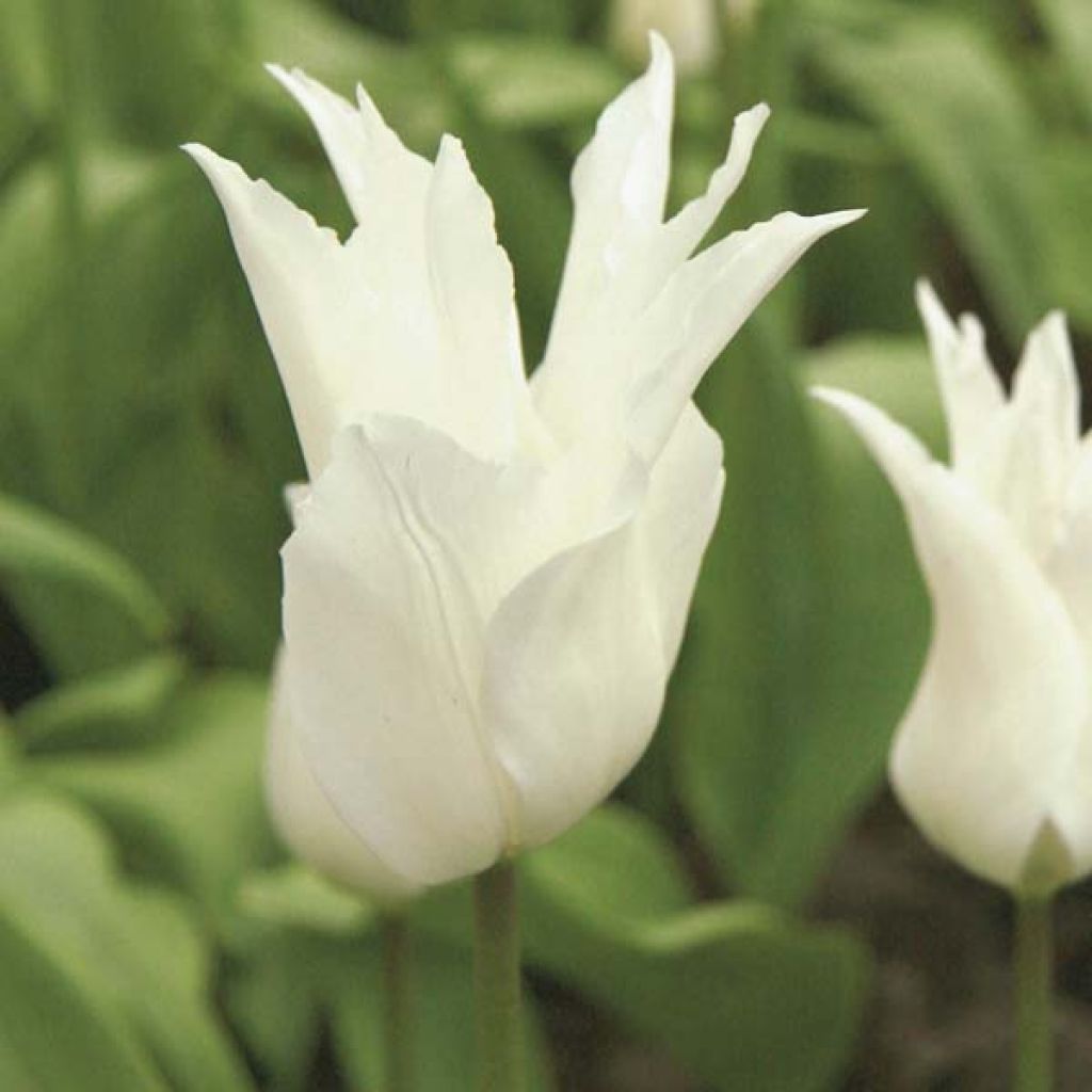 Tulipe Fleur De Lis White Triumphator