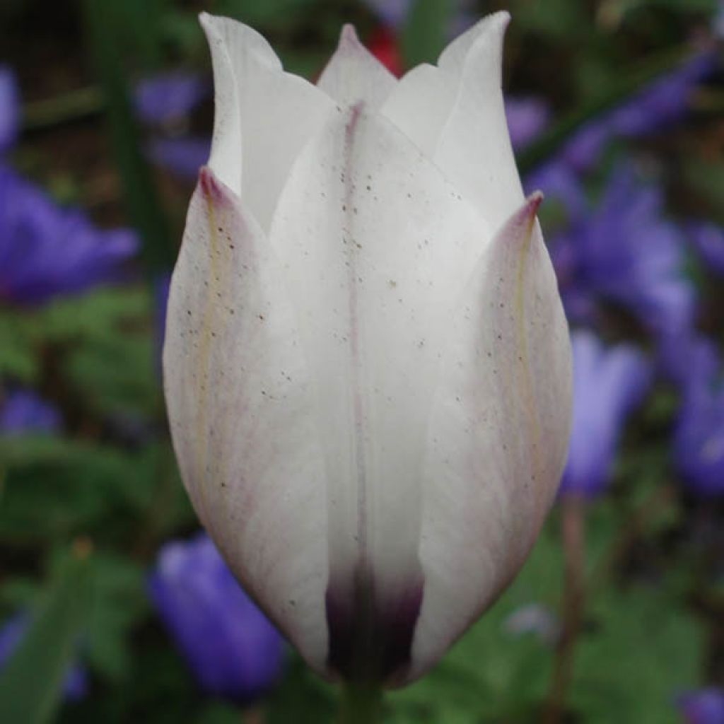 Tulipe Botanique humilis Albo.Oculata