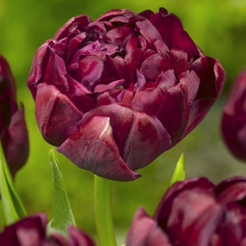 Tulipes doubles tardives en mélange