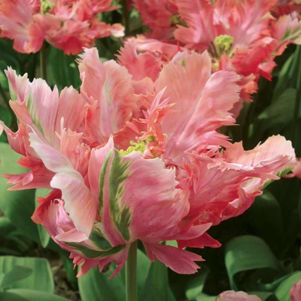 Tulipes Perroquet en mélange