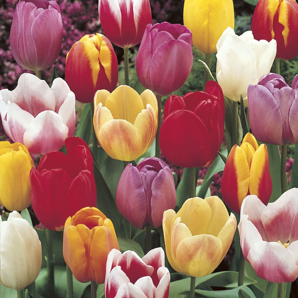 Tulipes triomphes en mélange