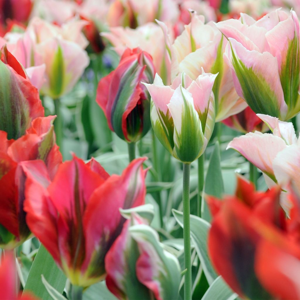 Tulipes viridiflora en mélange