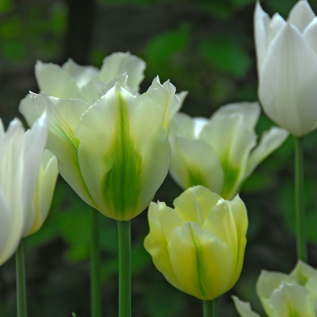 Tulipes viridiflora en mélange