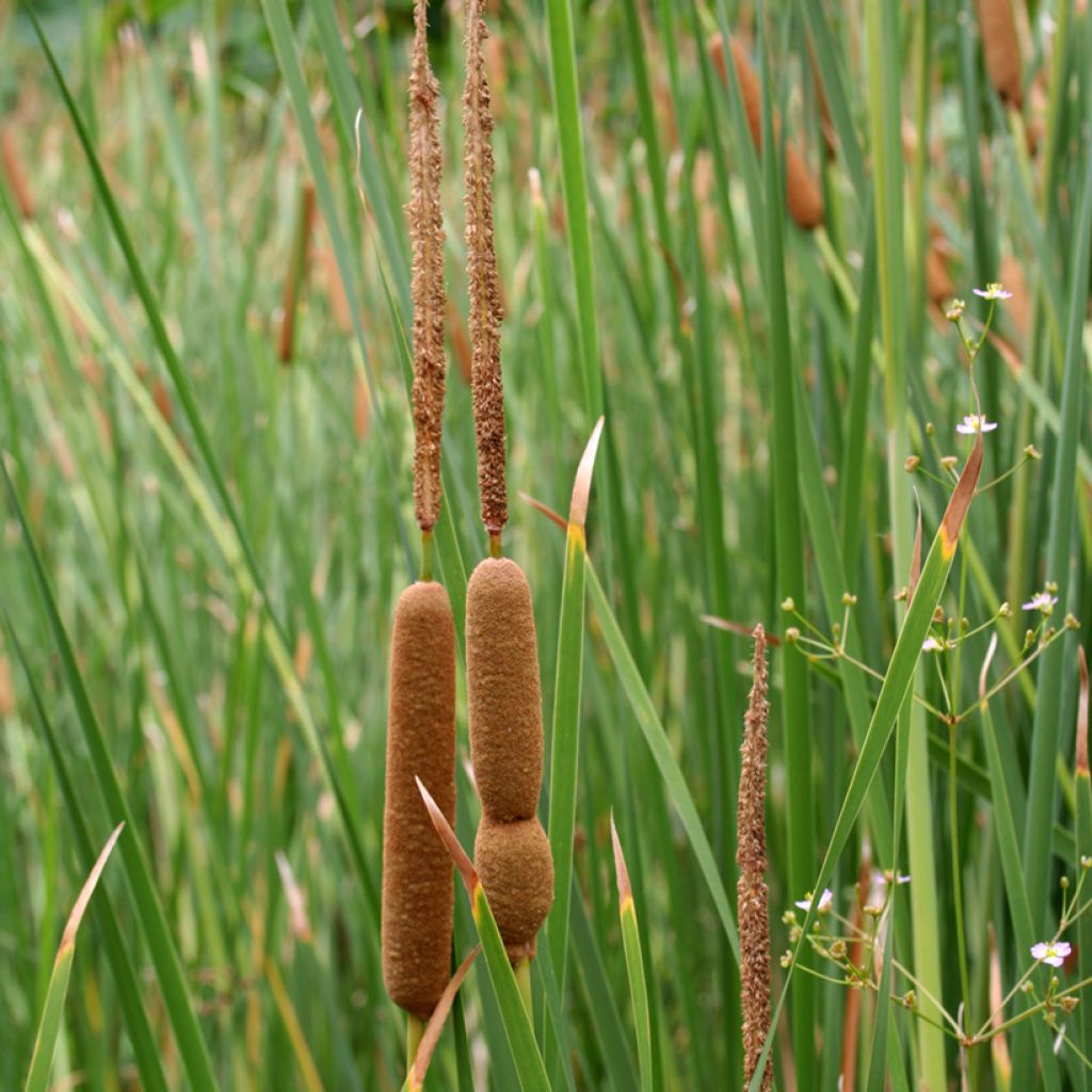 Typha angustifolia - Massette à feuilles étroites