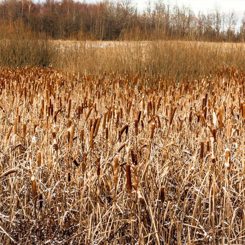 Typha angustifolia - Massette à feuilles étroites