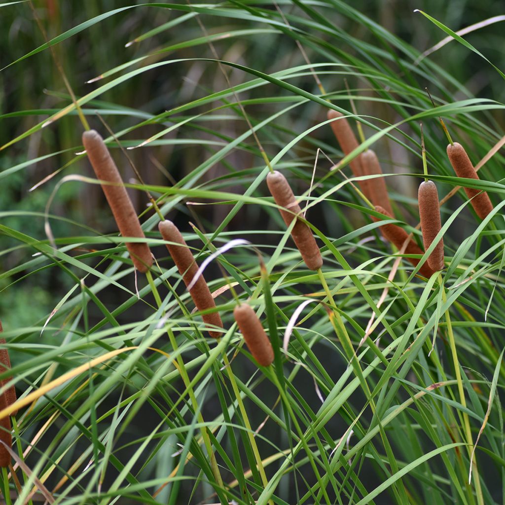 Typha latifolia, Massette