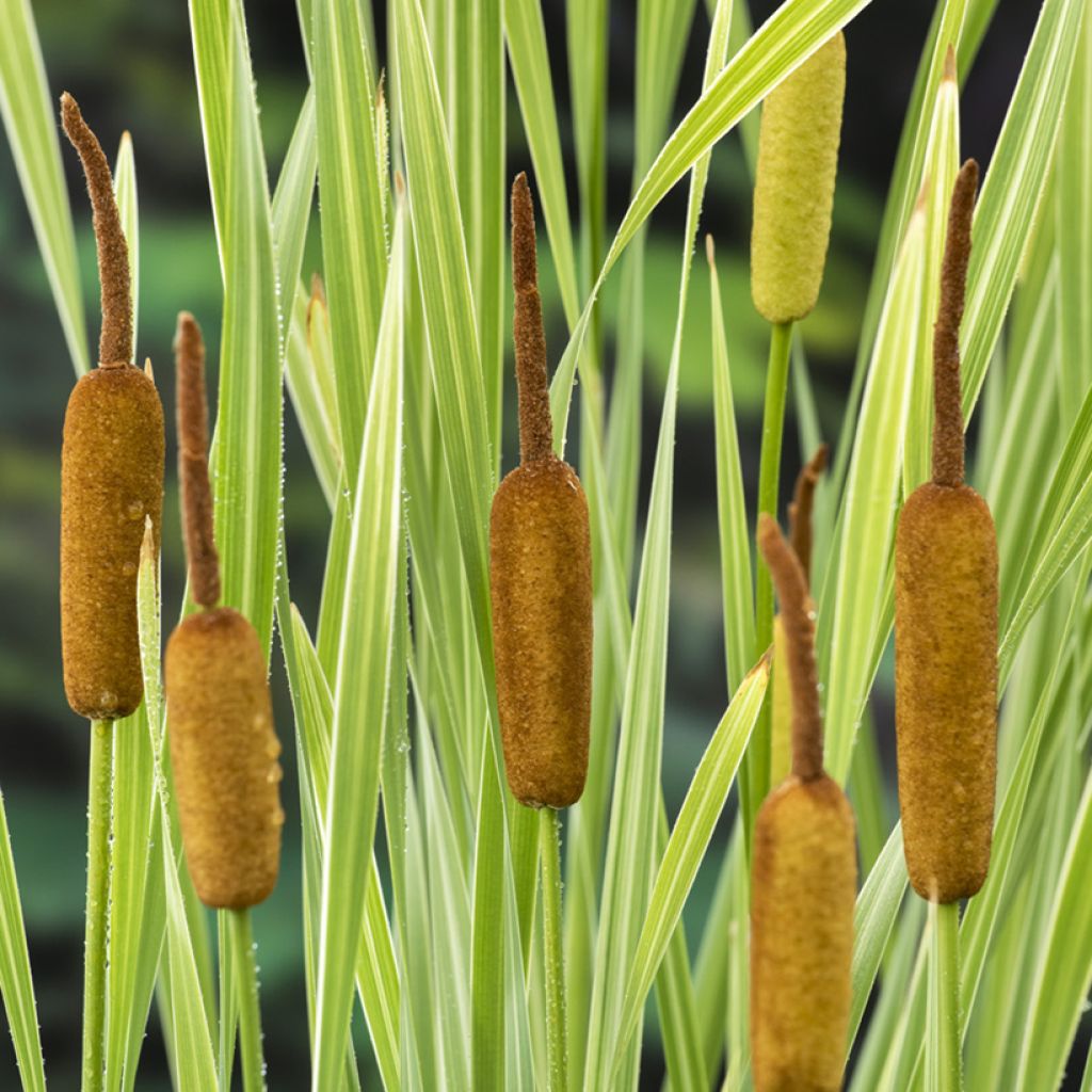 Typha latifolia Variegata - Massette à feuilles larges panachées