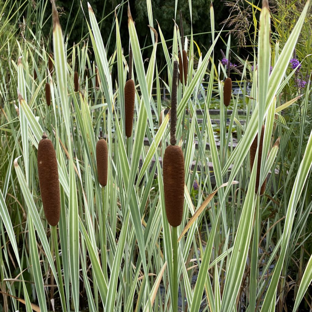 Typha latifolia Variegata - Massette à feuilles larges panachées