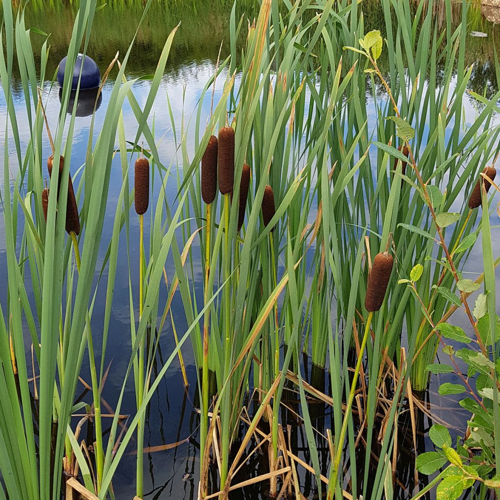 Typha laxmannii - Massette de Laxmann