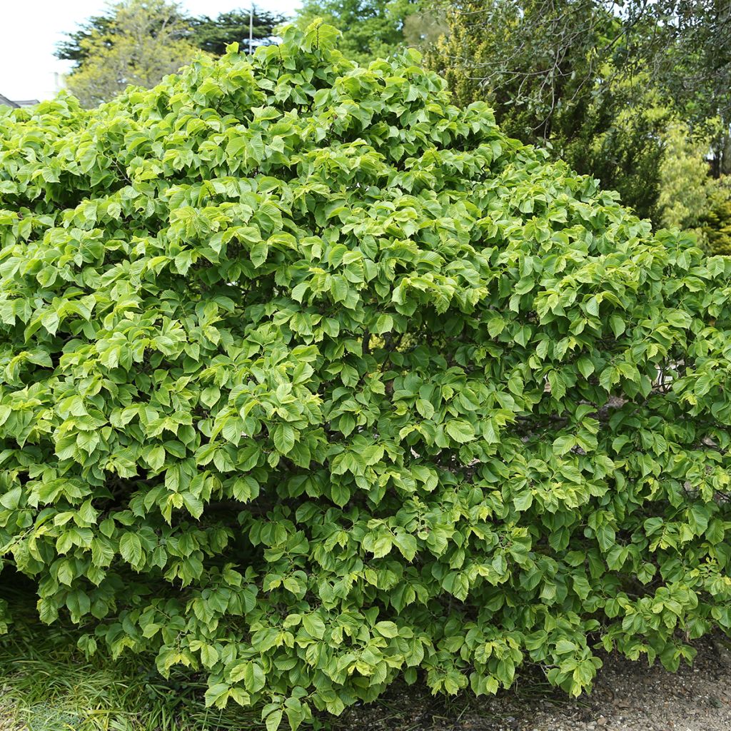 Orme commun - Ulmus glabra Nana