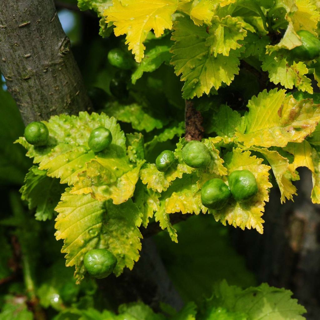 Ulmus hollandica Wredei - Orme doré