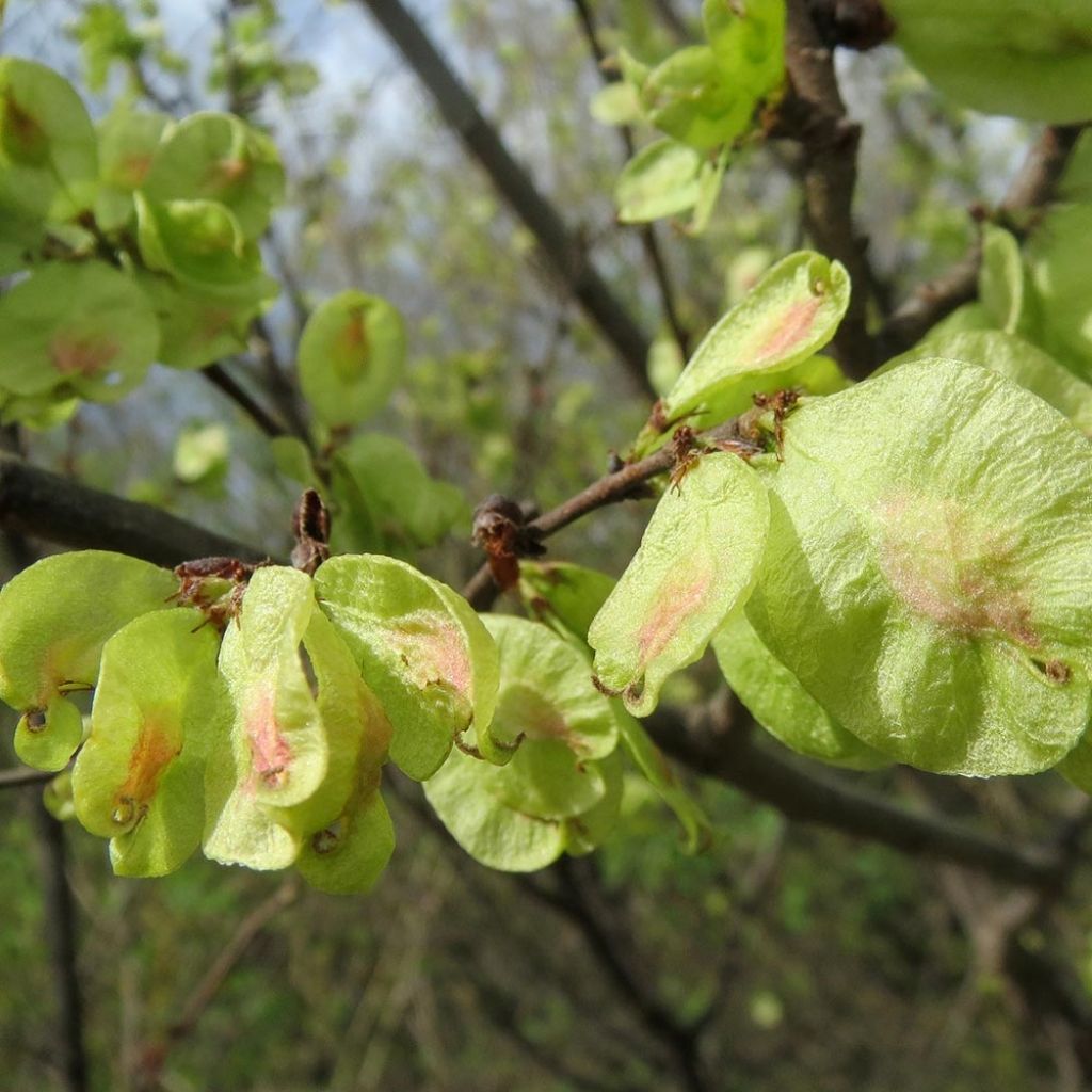 Ulmus carpinifolia Pendula - Orme pleureur