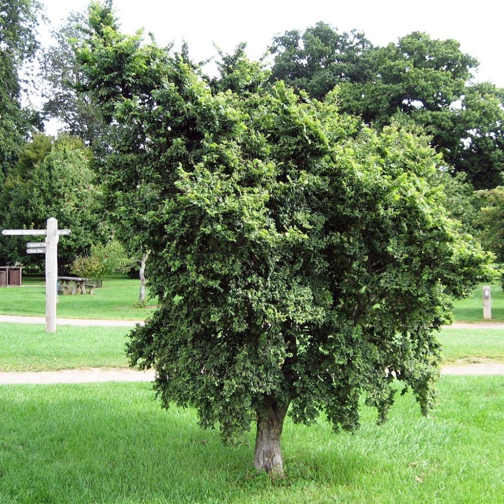 Ulmus carpinifolia Pendula - Orme pleureur
