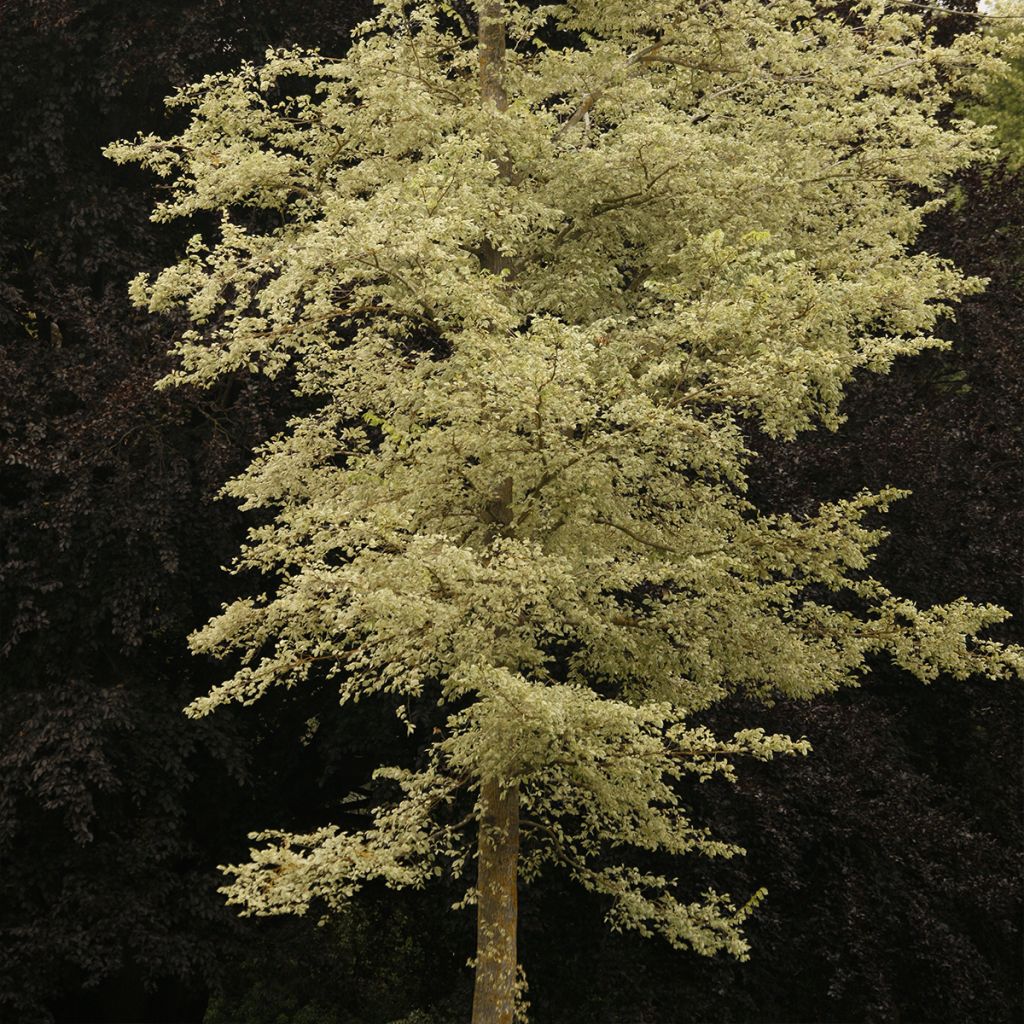 Ulmus minor Argenteovariegata - Orme champêtre panaché