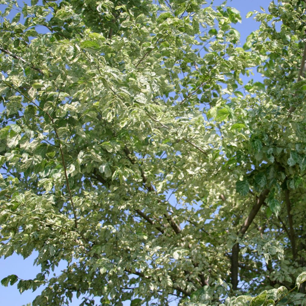Ulmus minor Argenteovariegata - Orme champêtre panaché