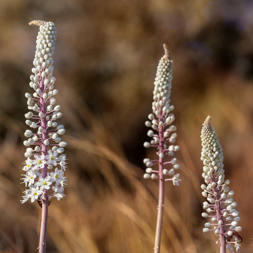 Urginea maritima - Scille de mer