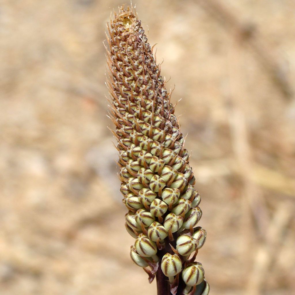 Urginea maritima - Scille de mer