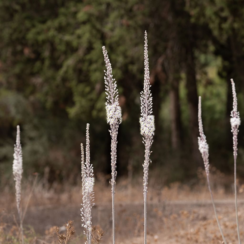 Urginea maritima - Scille de mer