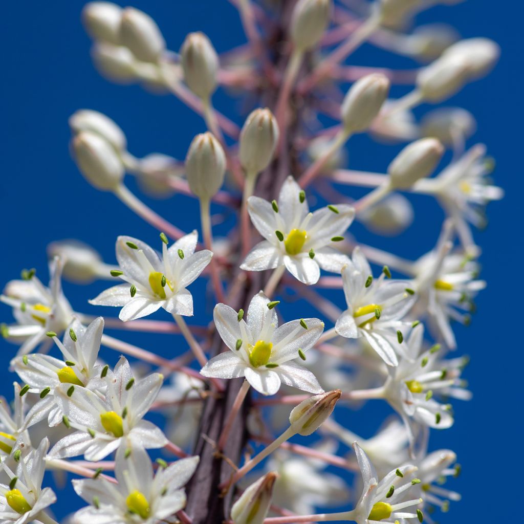 Urginea maritima - Scille de mer