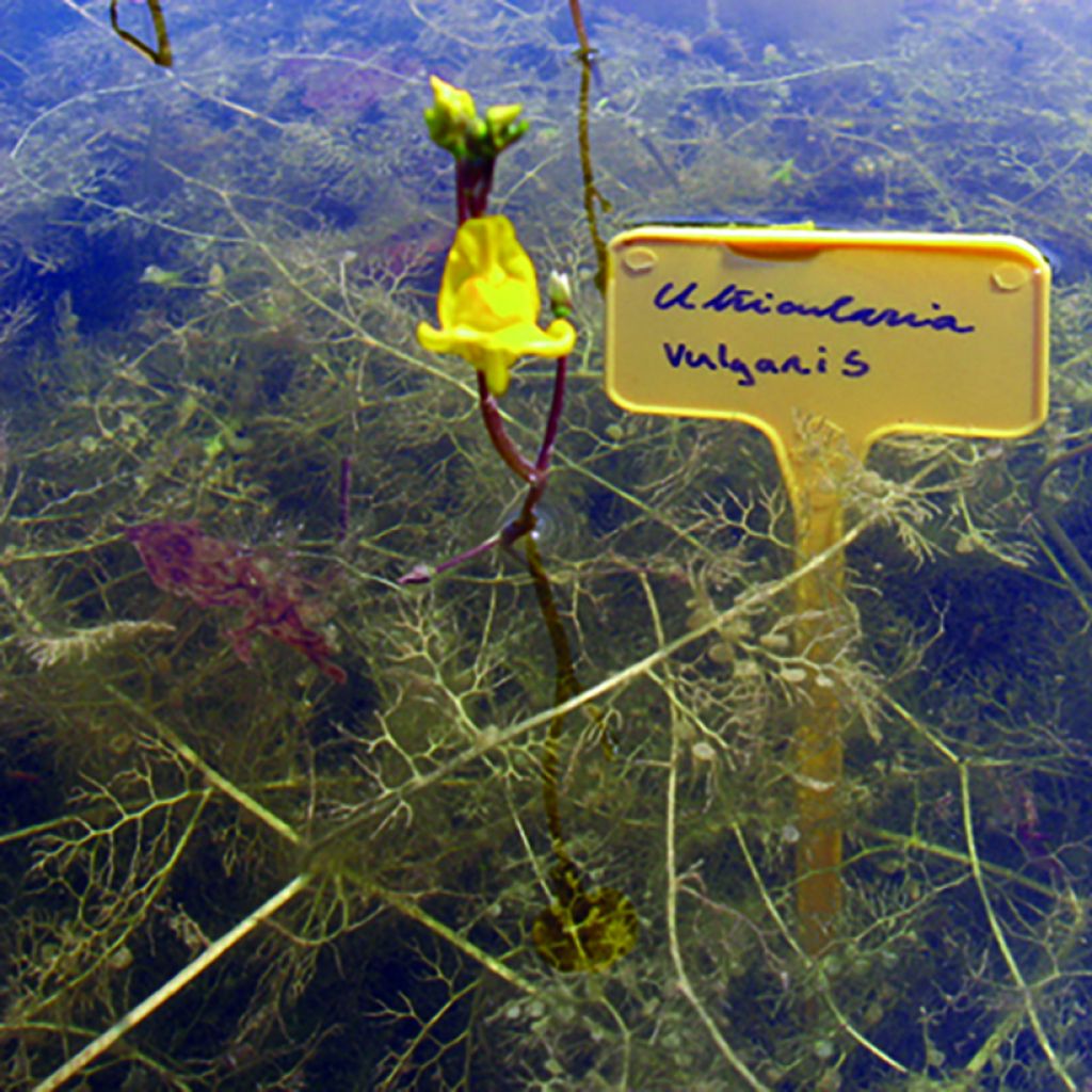 Utricularia vulgaris - Utriculaire commune