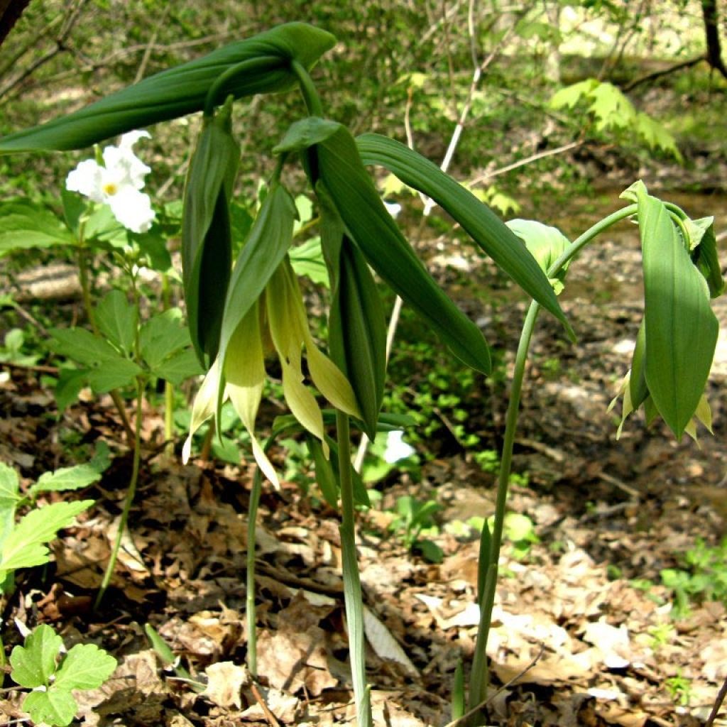 Uvularia grandiflora var. pallida - Uvulaire à grandes fleurs
