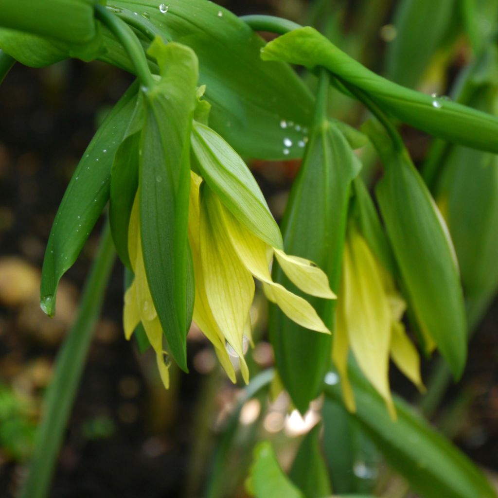 Uvularia grandiflora var. pallida