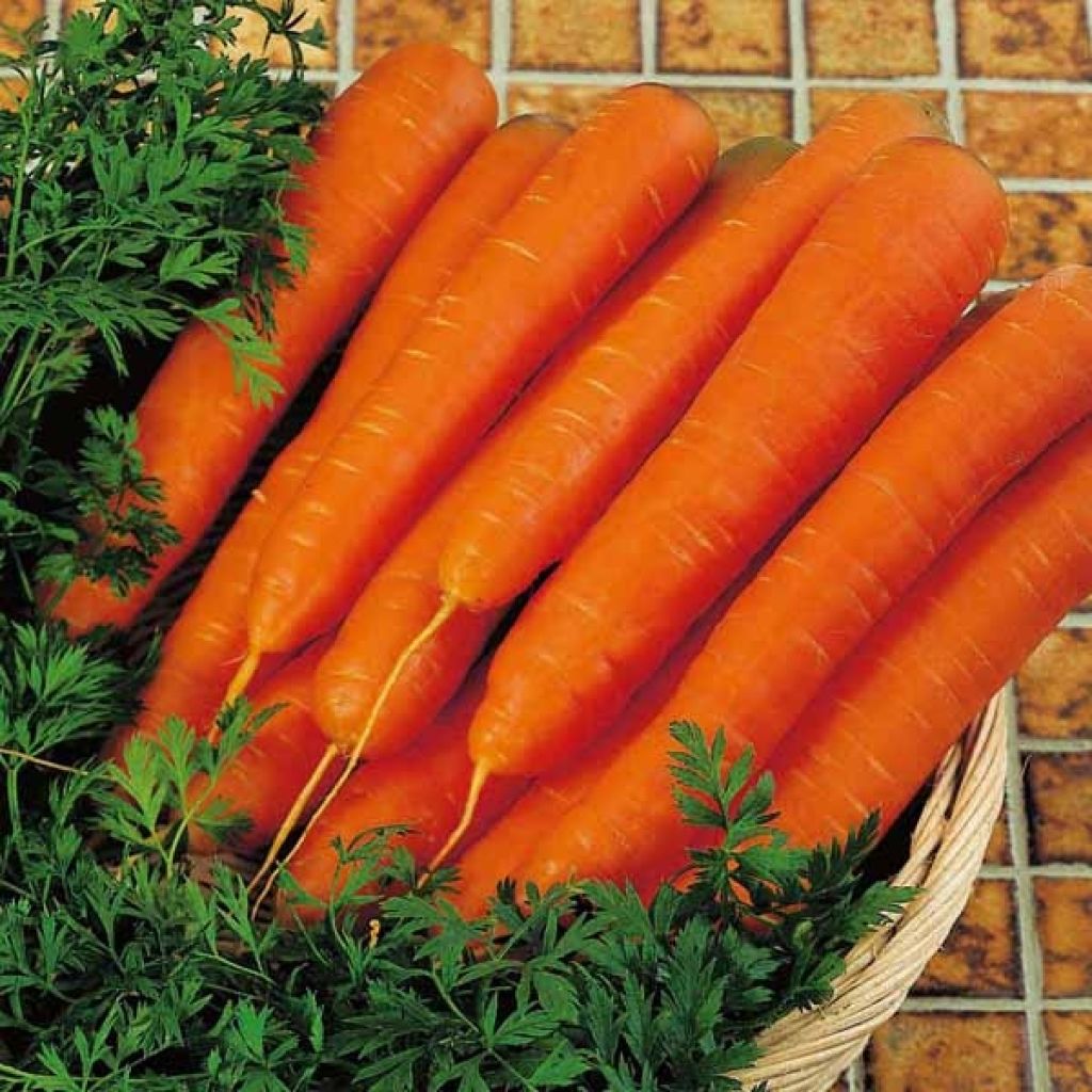 Carottes Resistafly F1