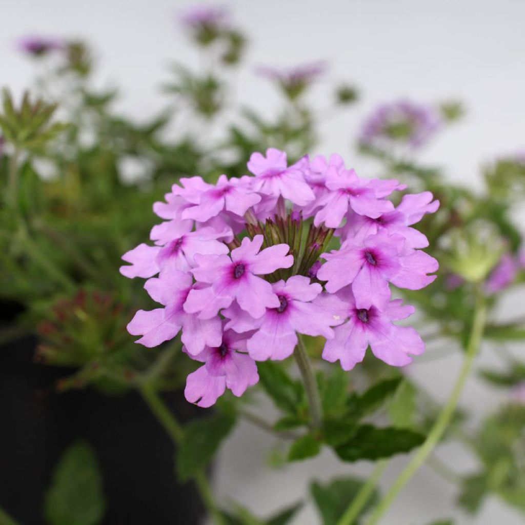 Verveine Seabrook's Lavender