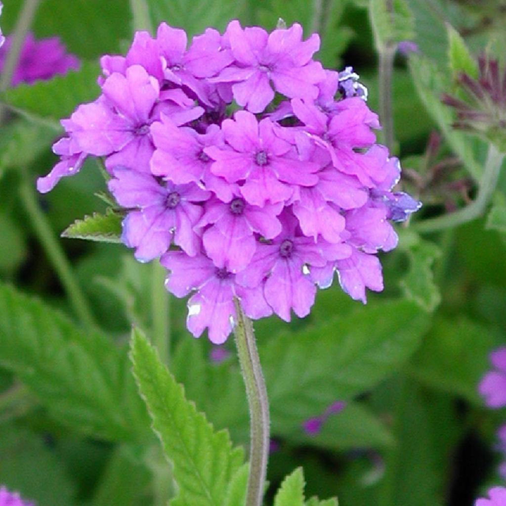 Verbena tenuisecta - Verveine mousse