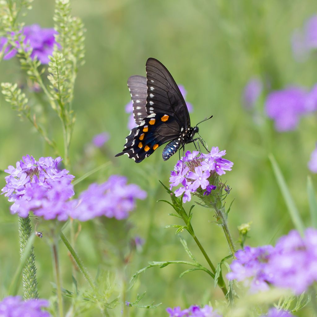 Verbena tenuisecta - Verveine mousse