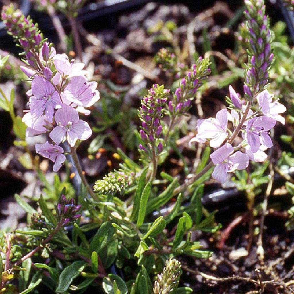 Veronica x cantiana Kentish Pink - Véronique