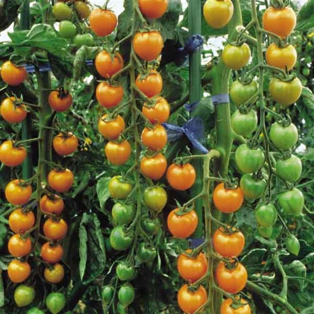 Tomate Cerise Jaune F1 Sungold