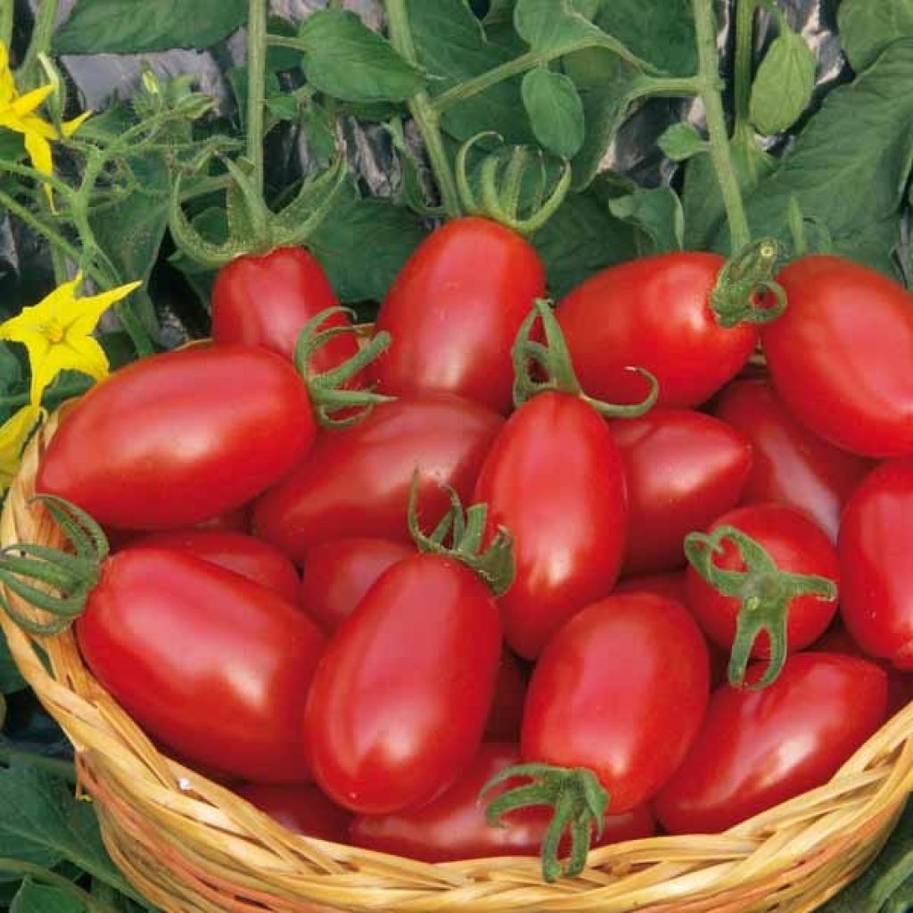 Tomate Cerise F1 Sweet Olive