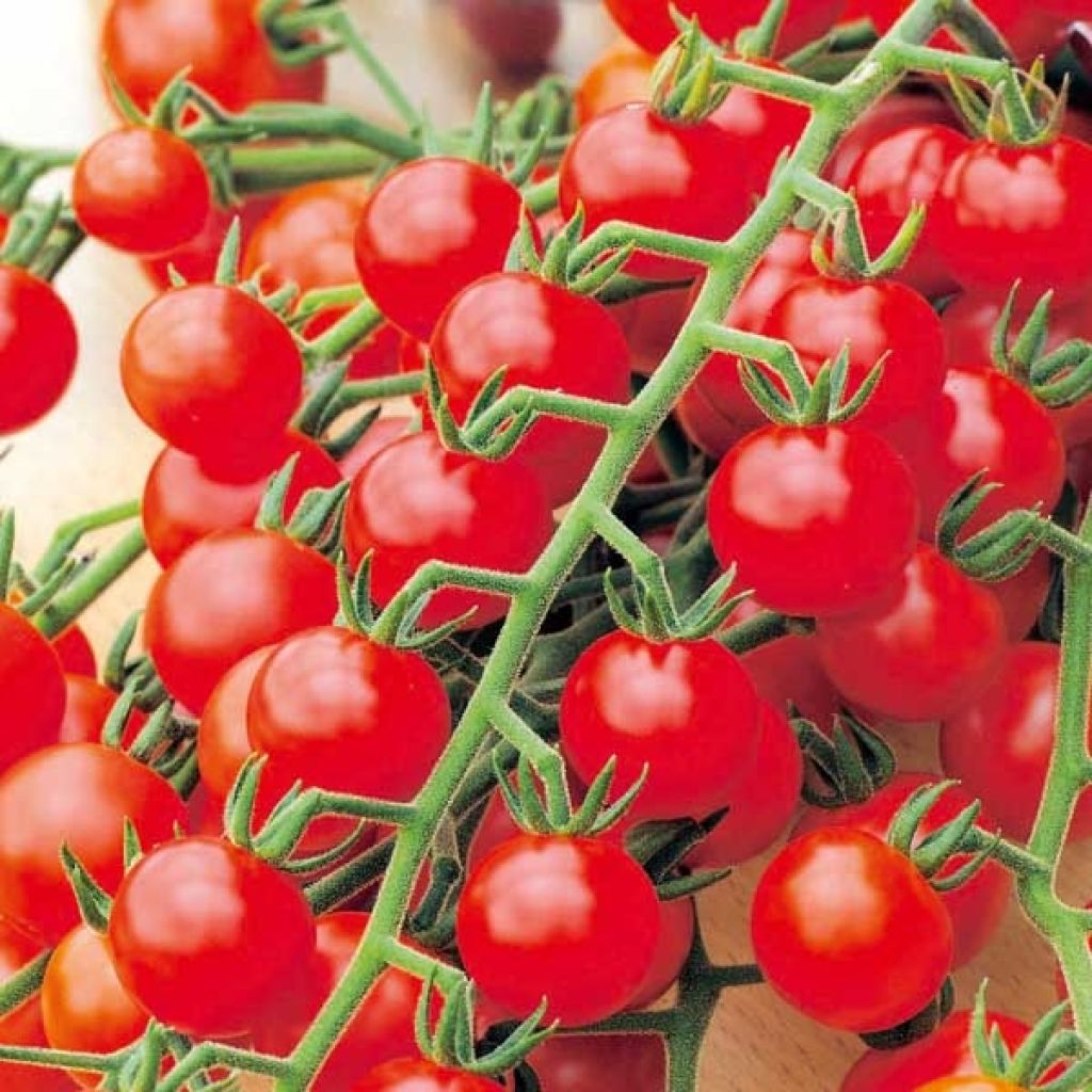 Tomate cerise rouge BIO Red Cherry