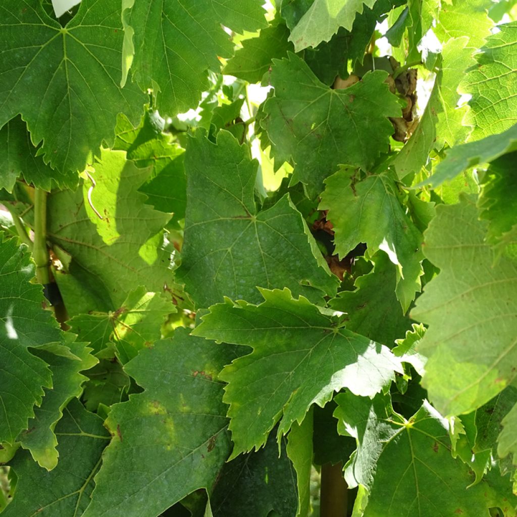 Vigne Alphonse Lavallée - Vitis vinifera 