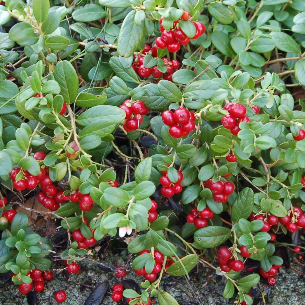 Airelle rouge Bio - Vaccinium vitis idaea