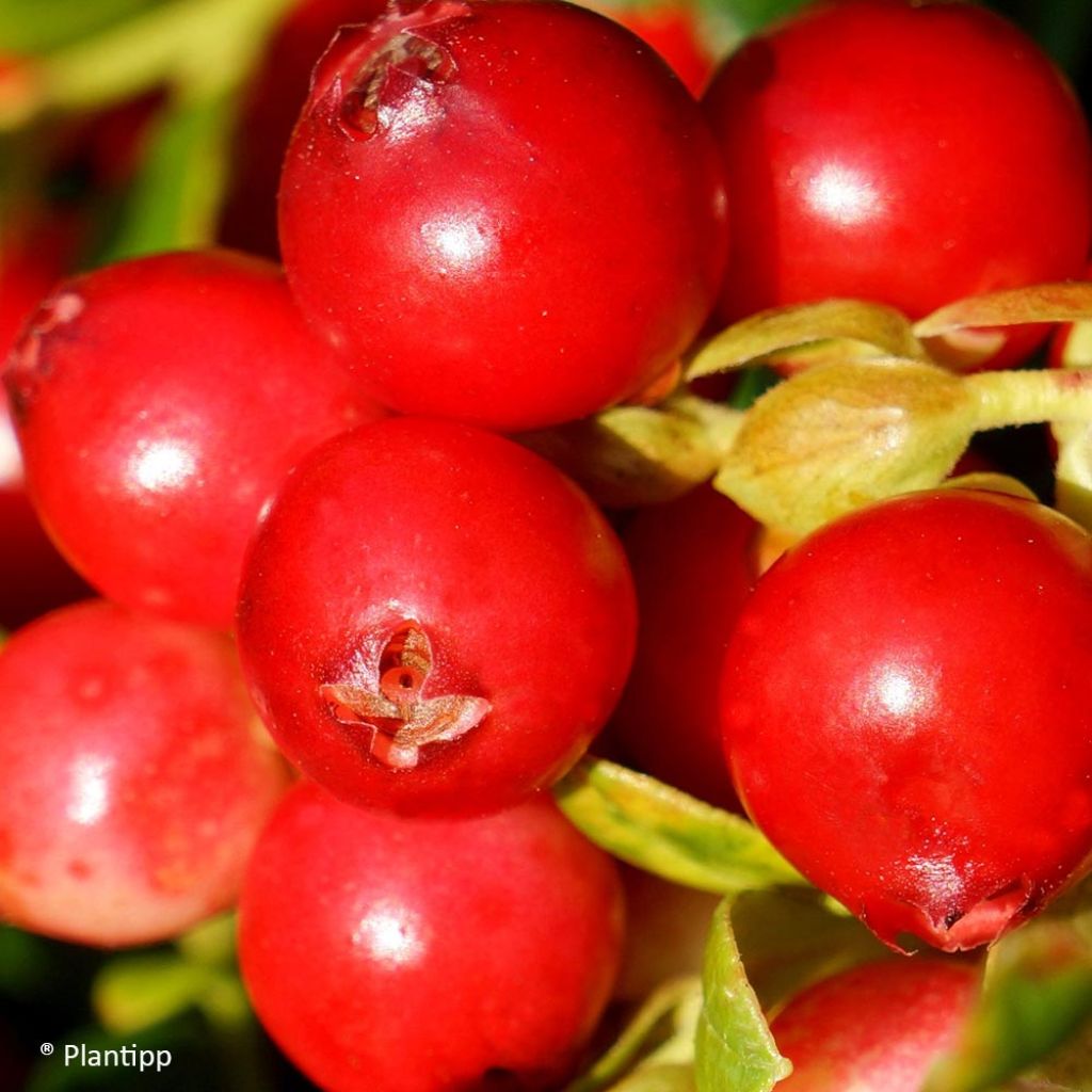 Vaccinium vitis-idaea Fireballs