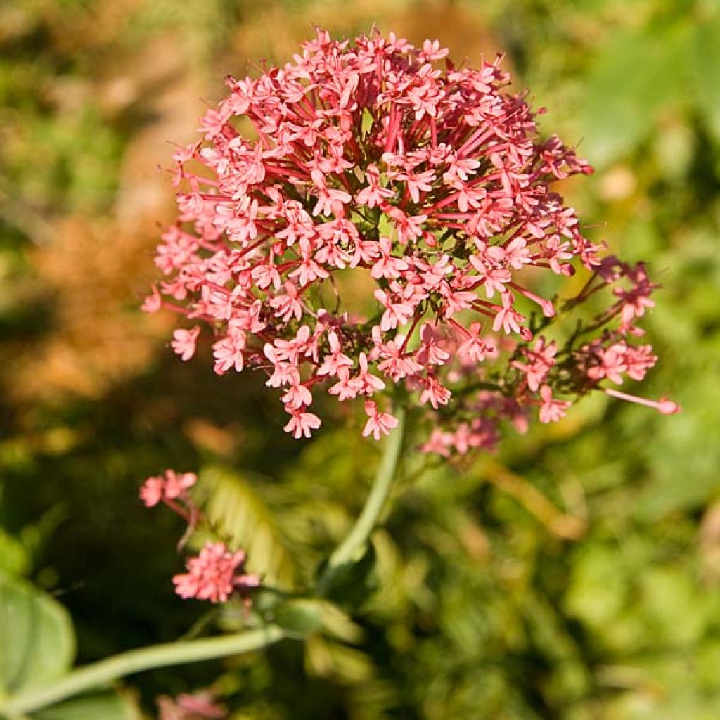 Valériane rouge, Centranthus ruber coccineus