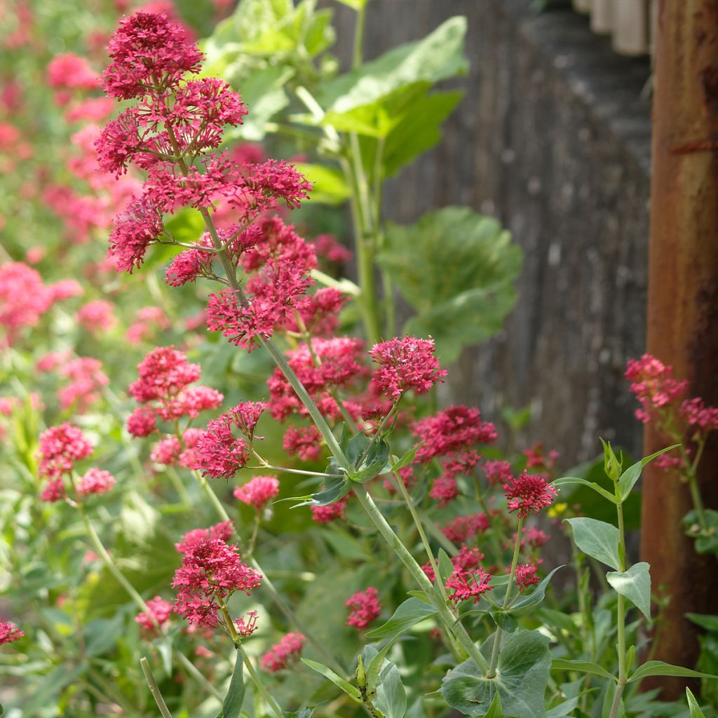 Valériane rouge, Centranthus ruber coccineus