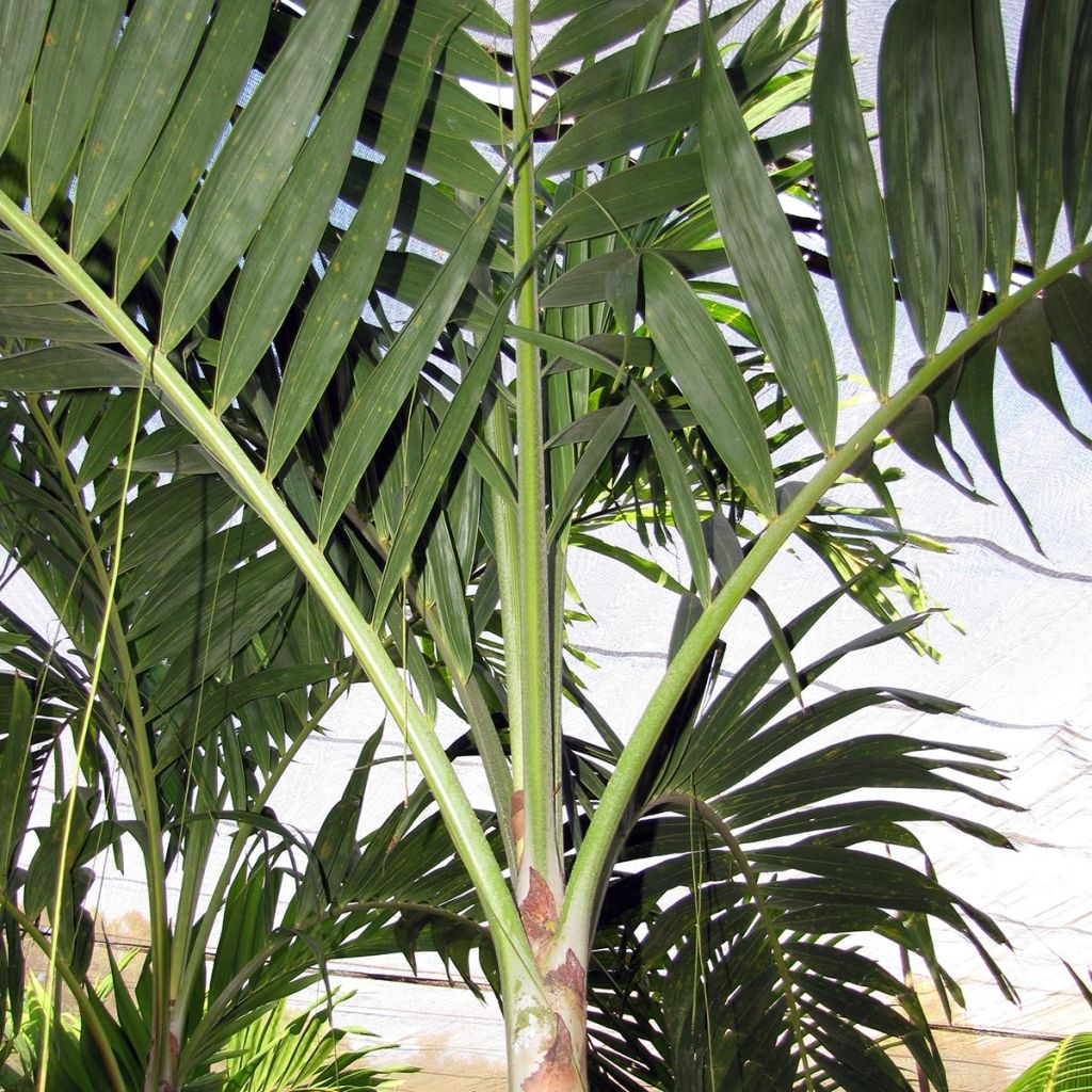 Veitchia joannis - Palmier des îles Fidji