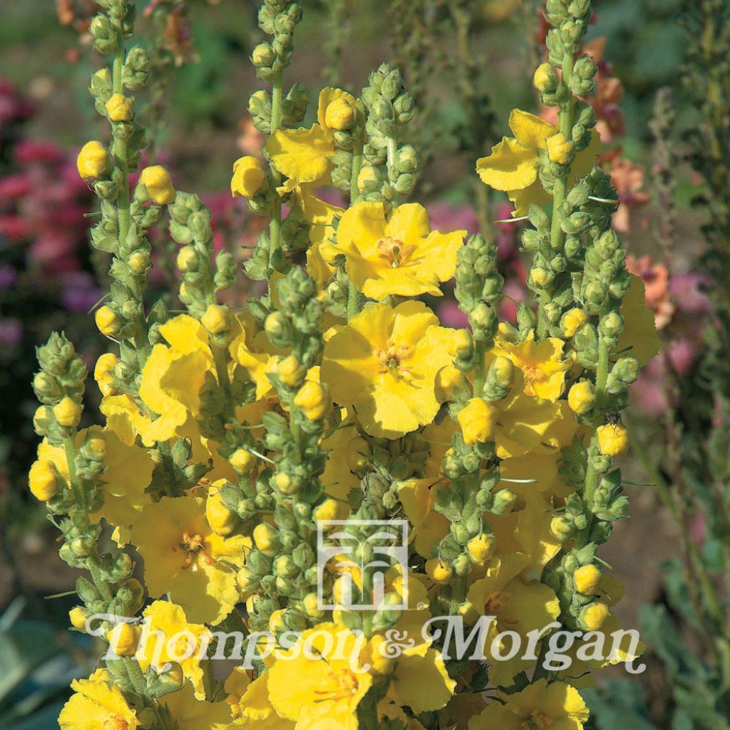 Verbascum x Hybrida Banana Custard 