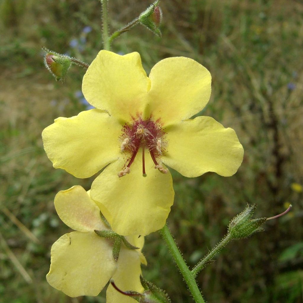 Verbascum Gainsborough – Molène Gainsborough