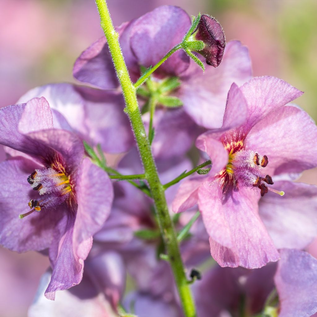 Verbascum hybride Pink Domino - Molène hybride